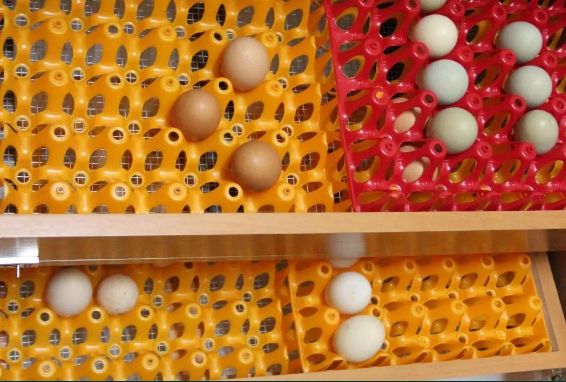 inkubator 70-80 jaj SPRAWDZONY przez wielu KLUJNIK do jaj kurzych Gesi