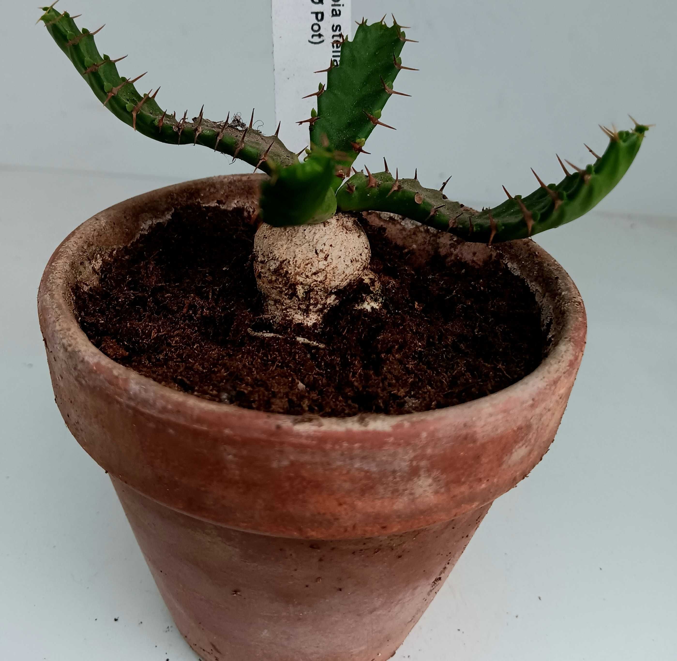 Cactus e suculentas
