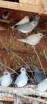 Venda de aves domésticas