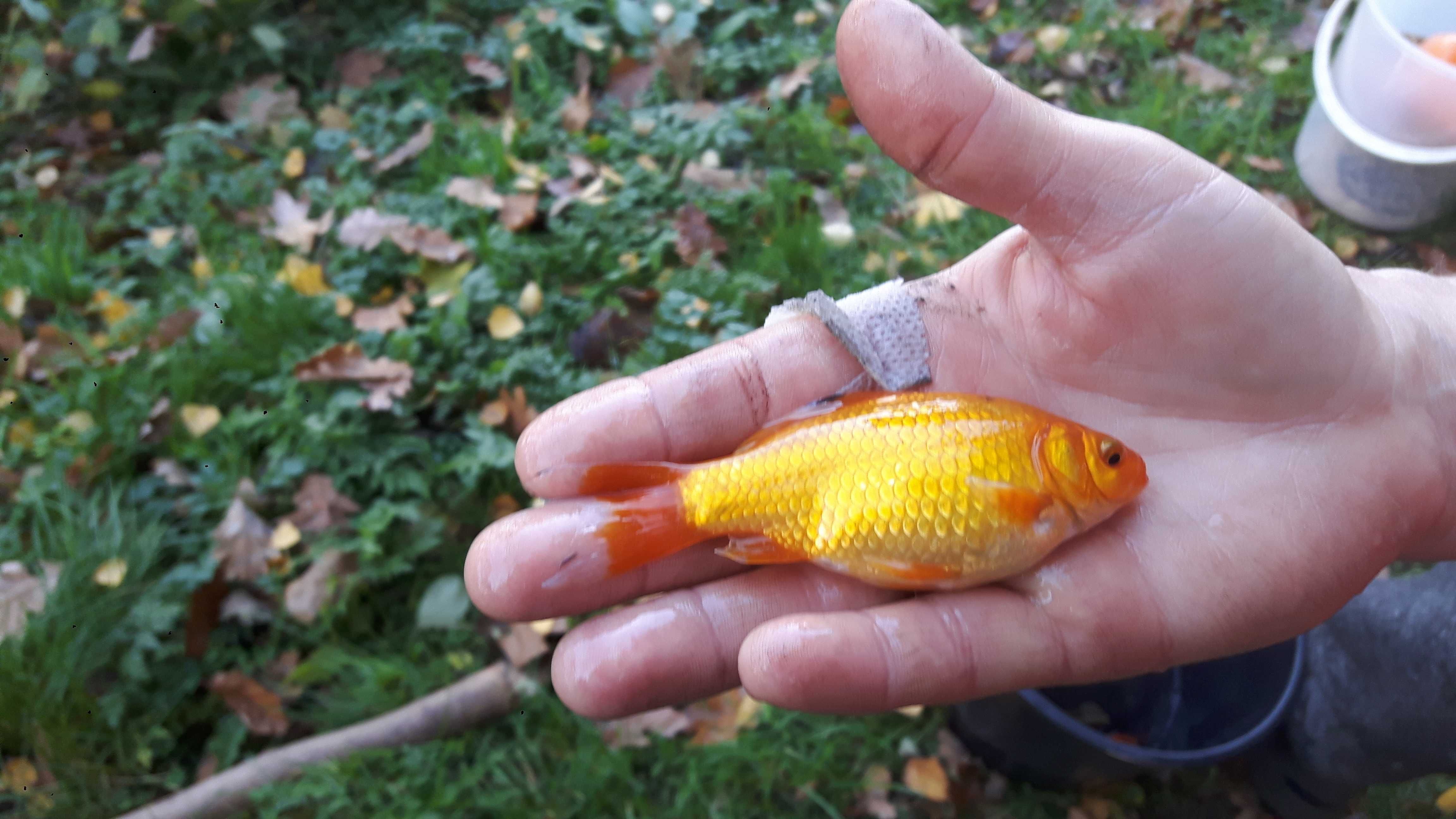 karaś kolor karp koi orfa amur tołpyga lin jaź węgorz szczupak