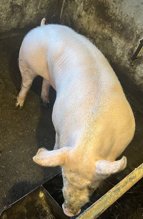 Сім’я високопродуктивних хряків.