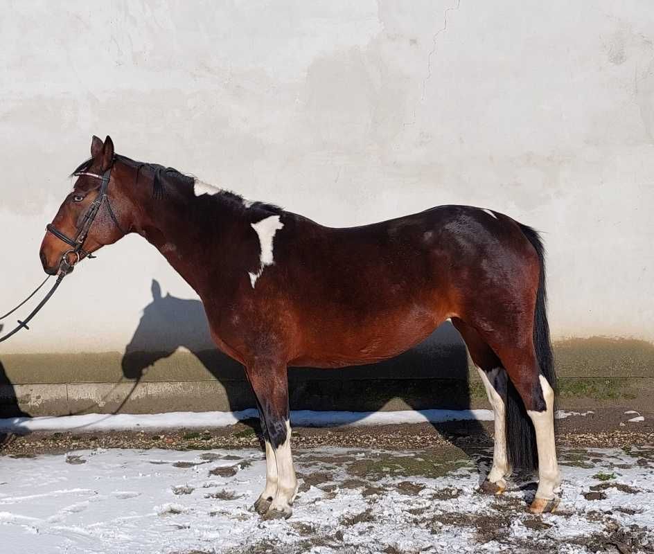 Klacz gniadosrokata Safirka