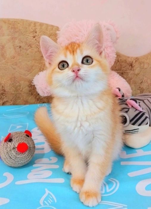 Шотландська Чудо кошеня дівчинка