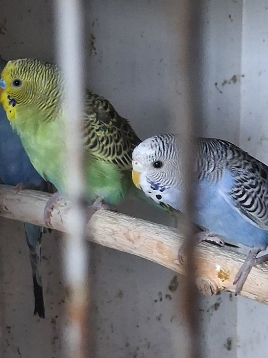 Periquitos australianos