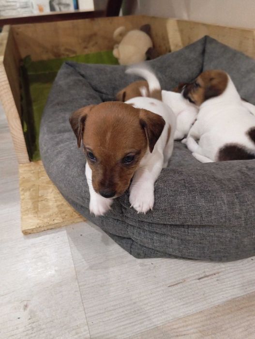 Jack Russell terrier