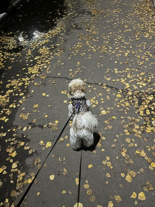 Тепла желетка  для котика чи собачки