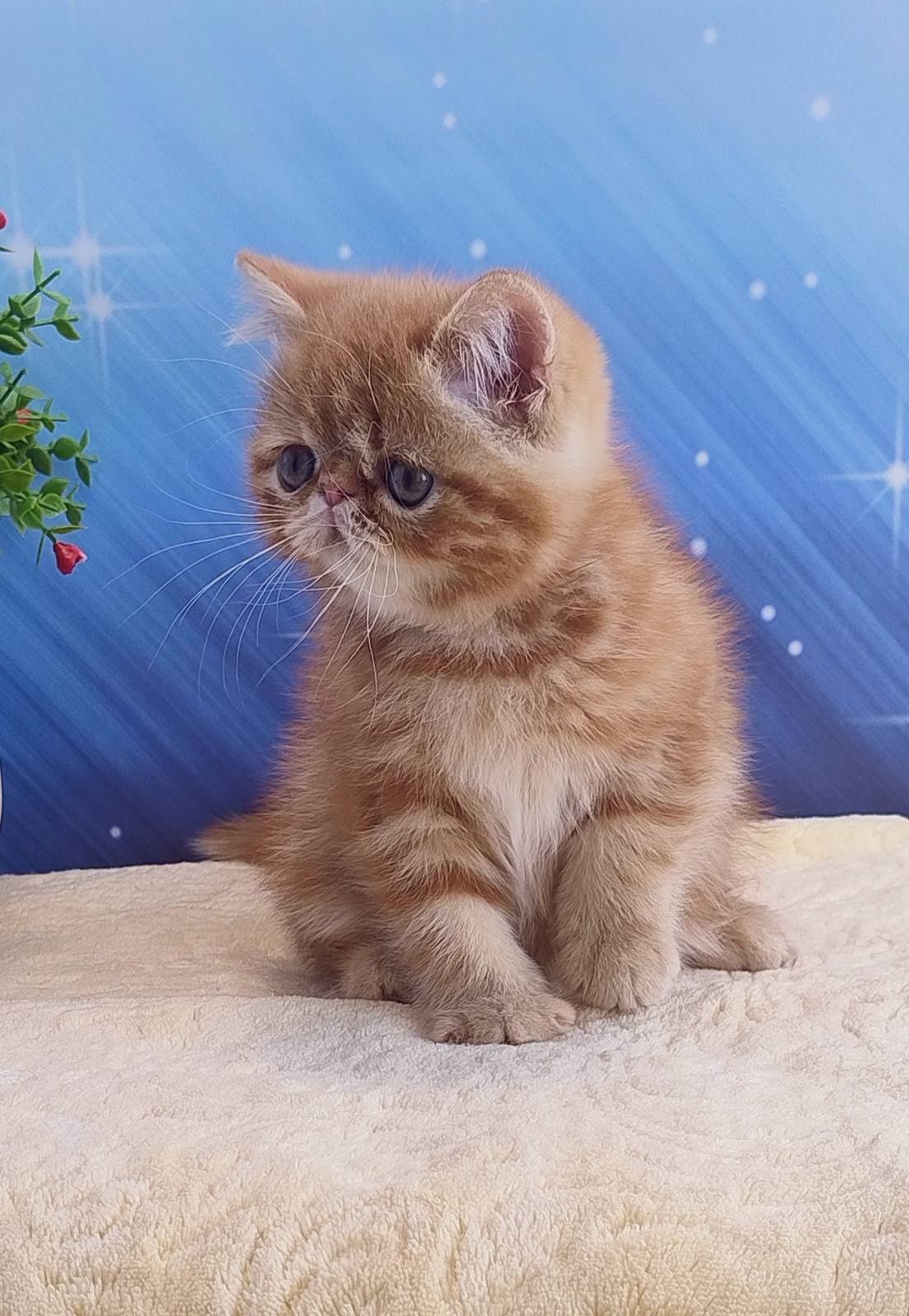Diane. Дівчинка екзот.