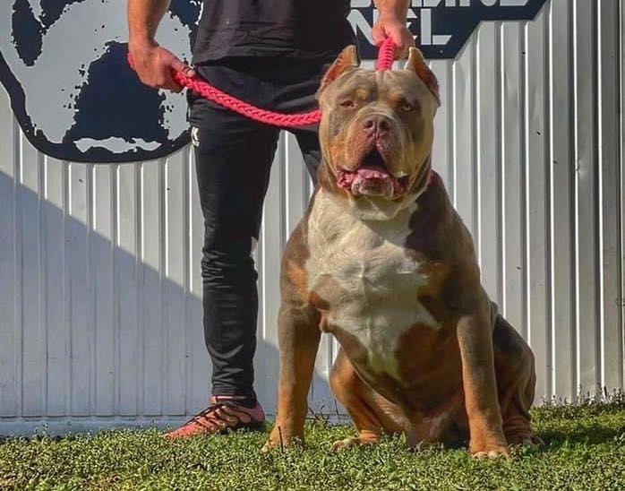 Suczka American Bully XL w kolorze lilac