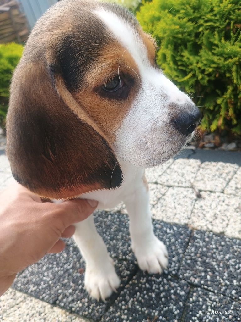 Szczeniak Beagle