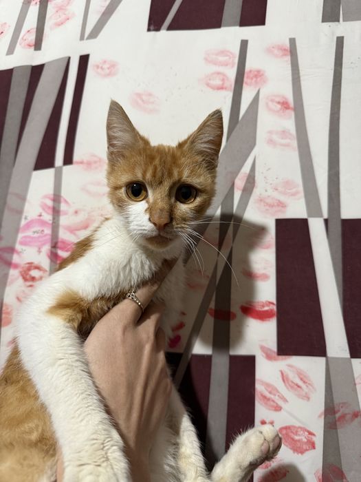 кот, зовут Феникс