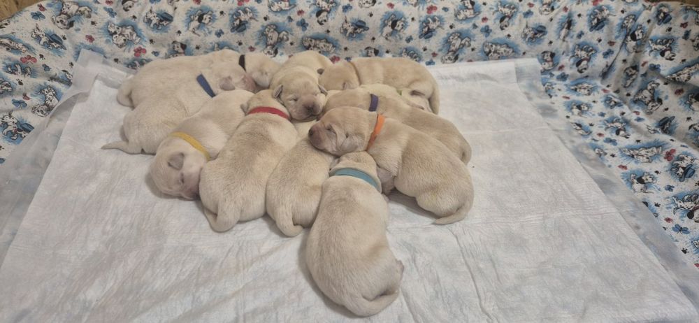 Продам щенков породы Лабрадор-ретривер