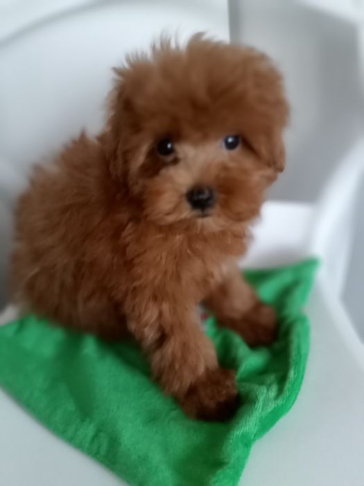 Рівне.Руденький Руді,міні- Мальтіпу F2