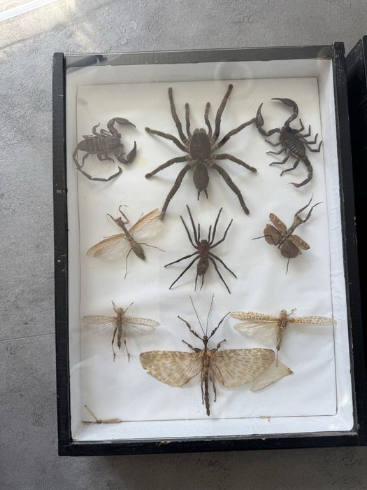 Gablota entomologiczna, owady, owady w ramce, motyle w gablocie