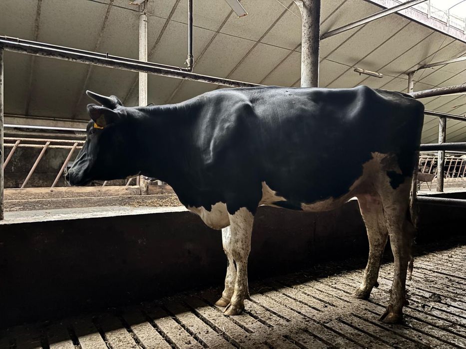 Sprzedam jałówki wysokocielne