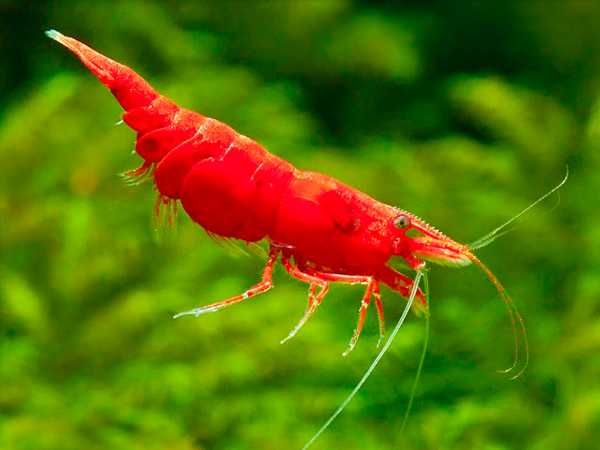 Krewetka SAKURA RED - Neocaridina - Caridina - dowóz, wysyłka