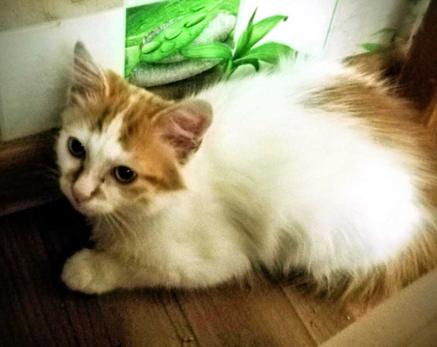 Чудесный котенок 4,5 мес ищет дом