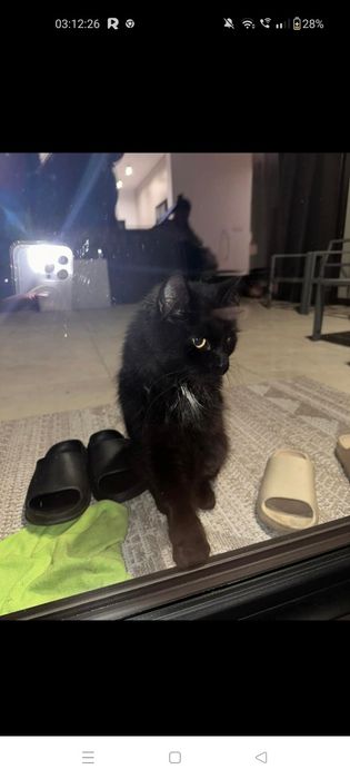 Znaleziony czarny kot Maine coon