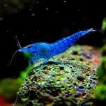 Camaroes Neocaridina David Blue