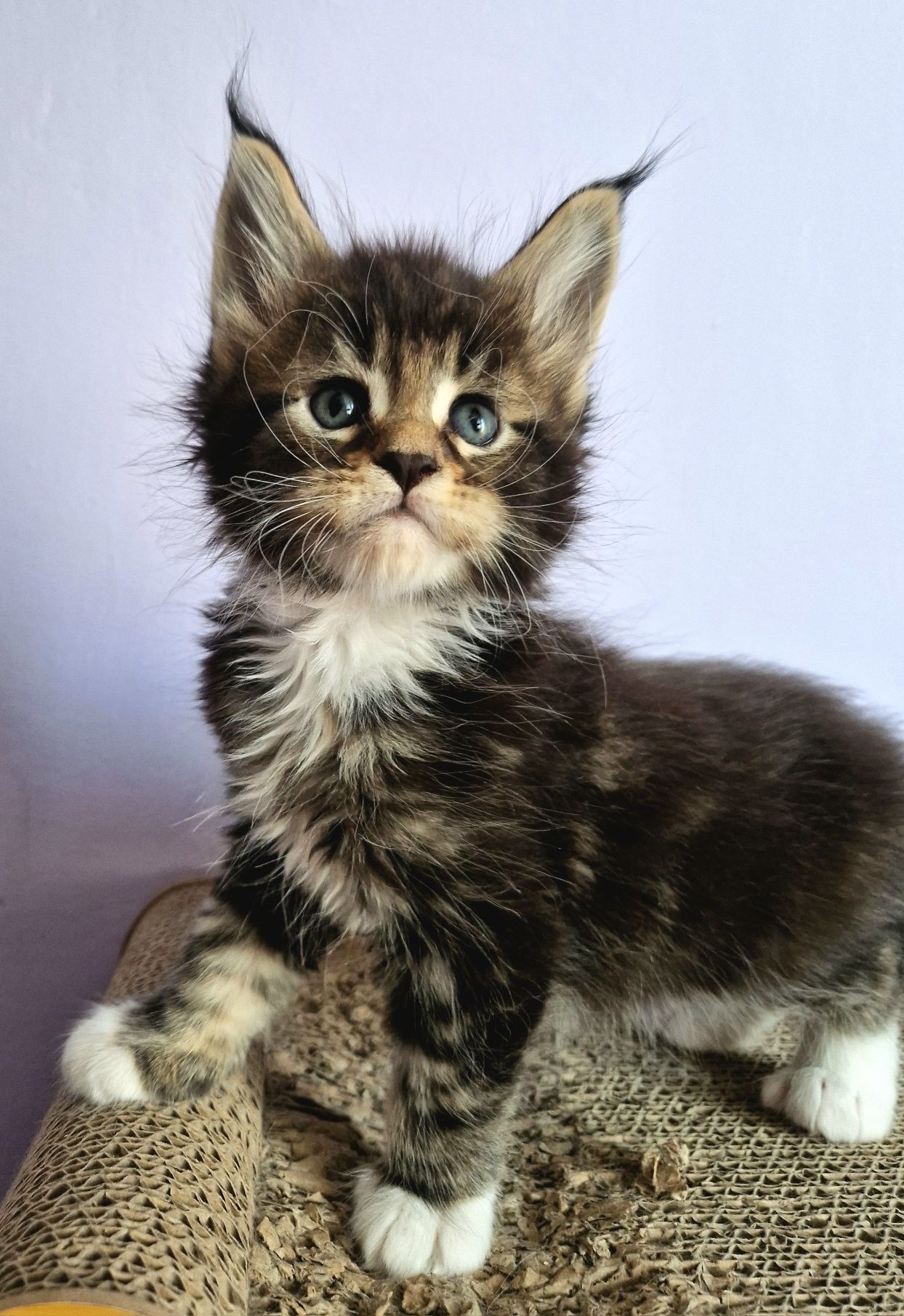 Rezerwacja Maine Coon kocurek, rodowód FPL