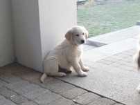 Szczeniak Golden Retriever