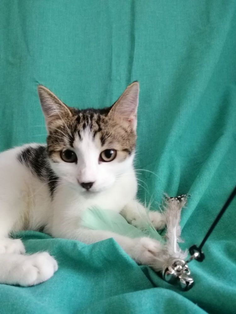 Котята ищут любящую семью