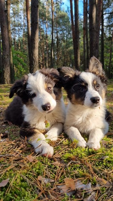 Border Collie piesek czarno biały tricolor