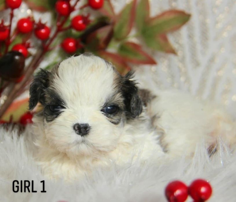Shih - Tzu sunia Zkwp FCI