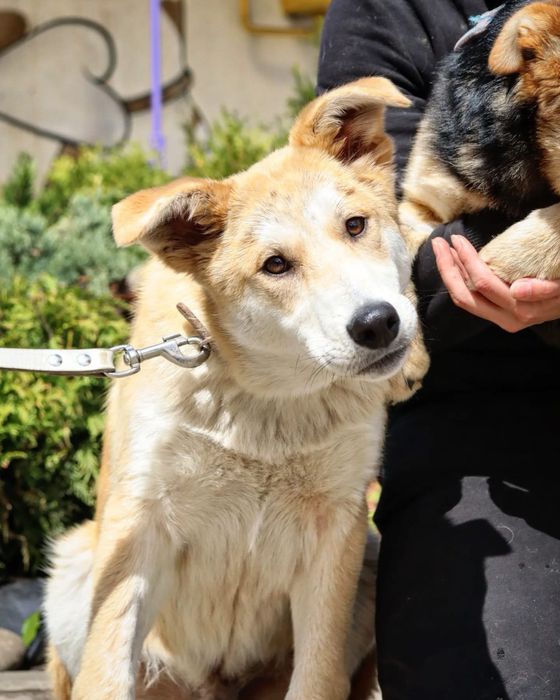 Собака в добрі руки