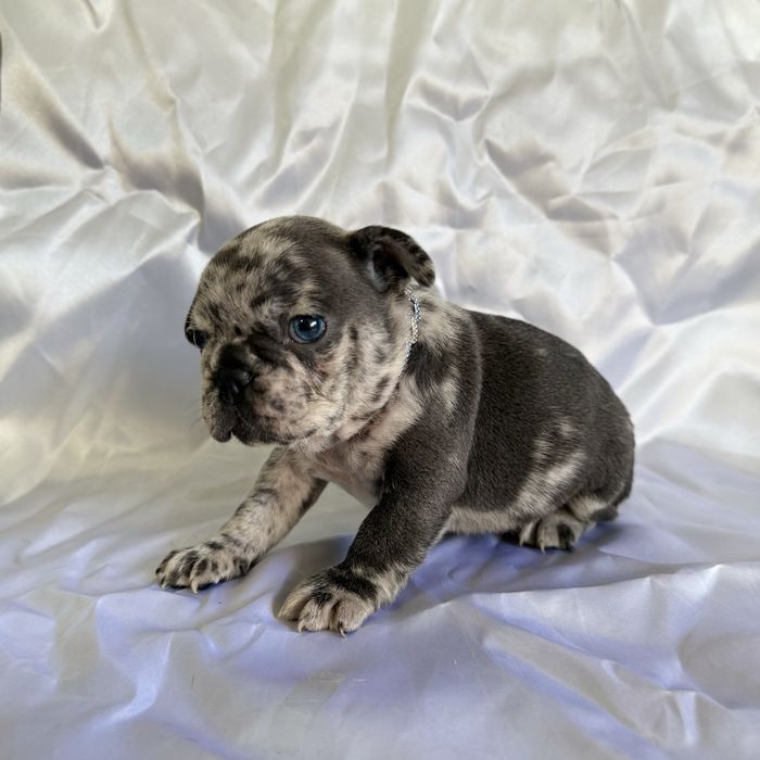 Menino Buldog Frances Blue Merle