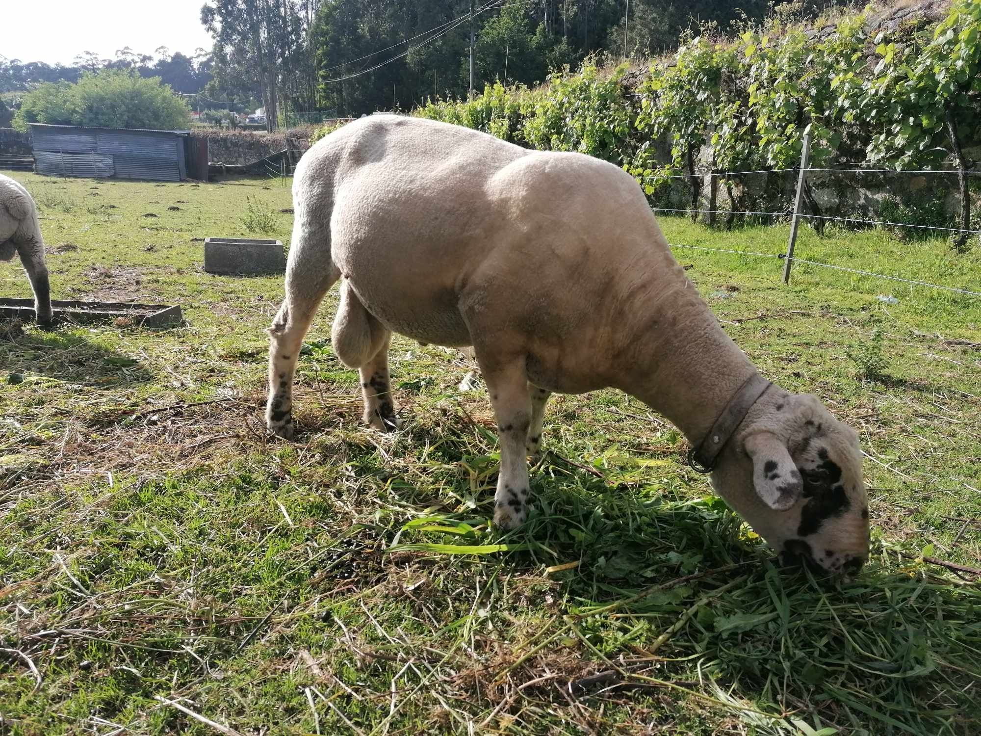 Disponível Anho/borrego