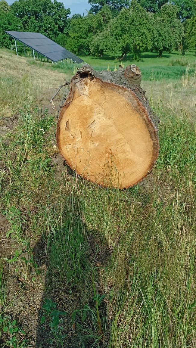 Dąb         kłoda