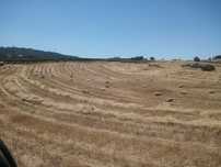 Palha sem grão, para cama ou alimentação