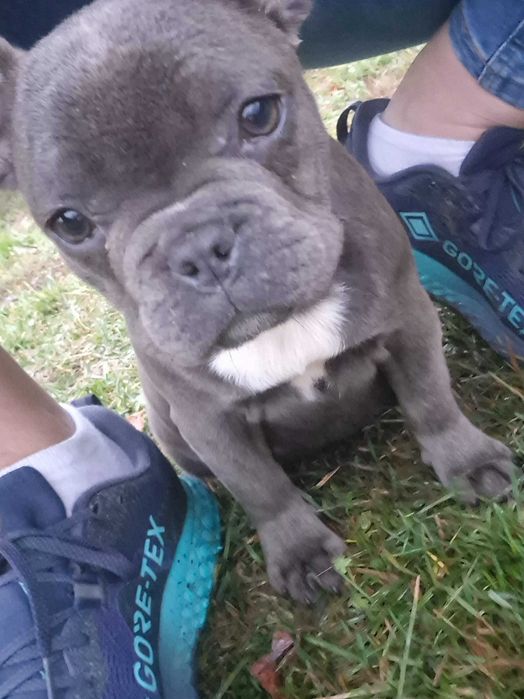 Buldog francuski blue niebieska suczka