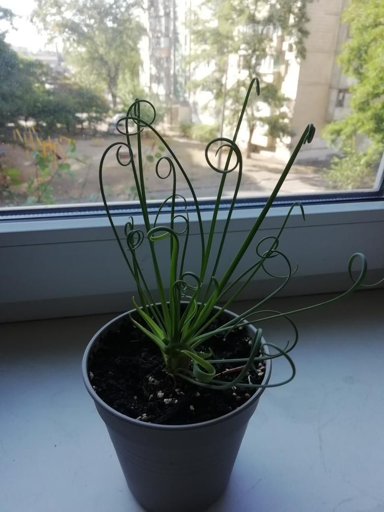 Albuca spirals, альбука спіральна, спіраліс