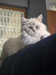 Ragdoll kocurek 3msc