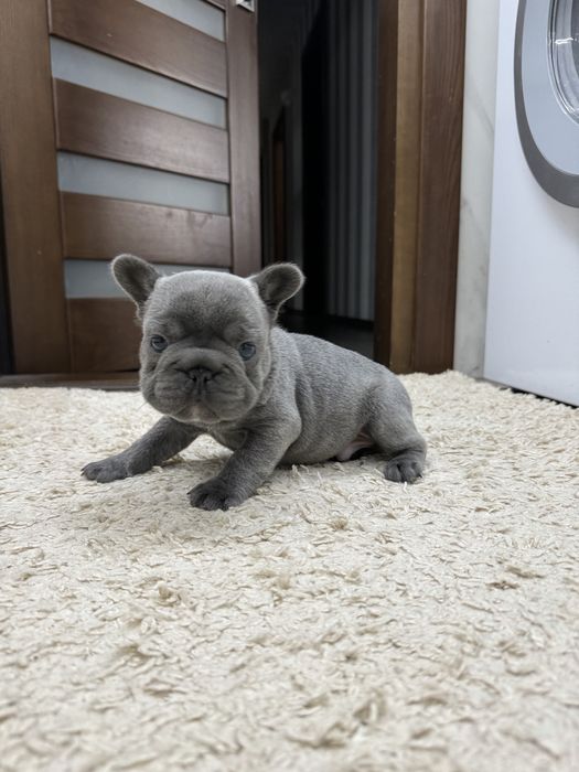 Французский бульдог мальчик