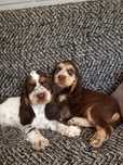 Piesek Cocker Spaniel