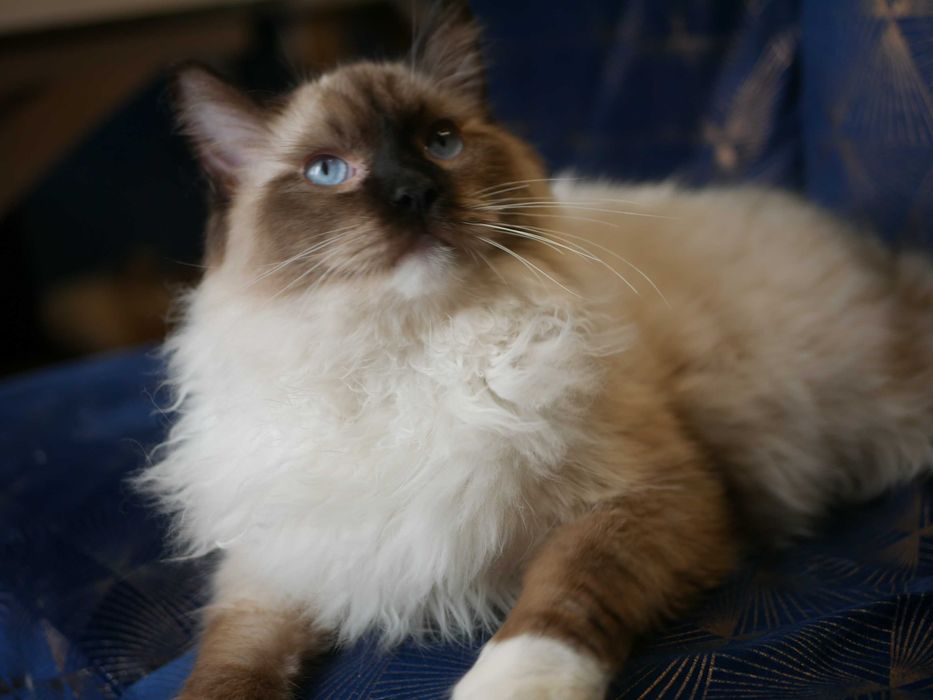 Ragdoll kocur hodowano wystawowy ,FPL,FIFE