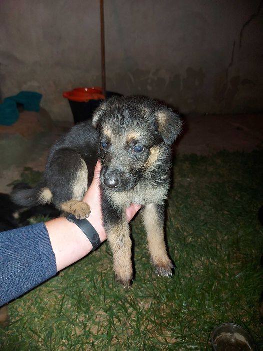 Цуценята німецької вівчарки