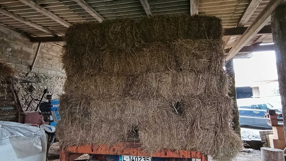 Fardos de palha azevém (bons para astrar)