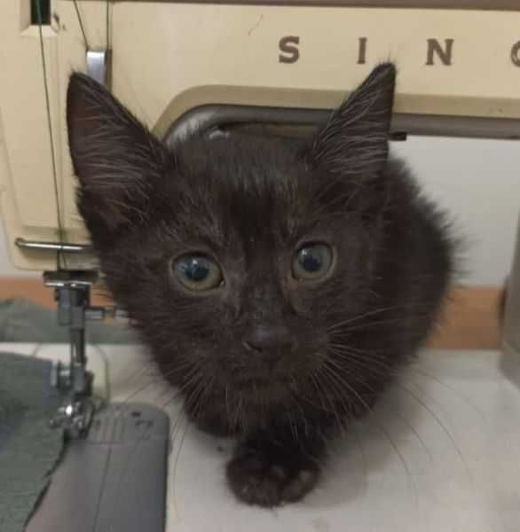 Słodkie kociaki jak Jagódki szukają domków