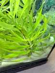 Hygrophila lacustris