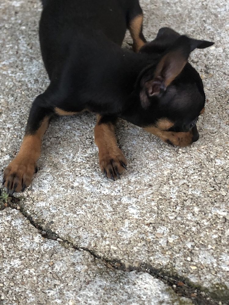 Pinscher macho miniatura