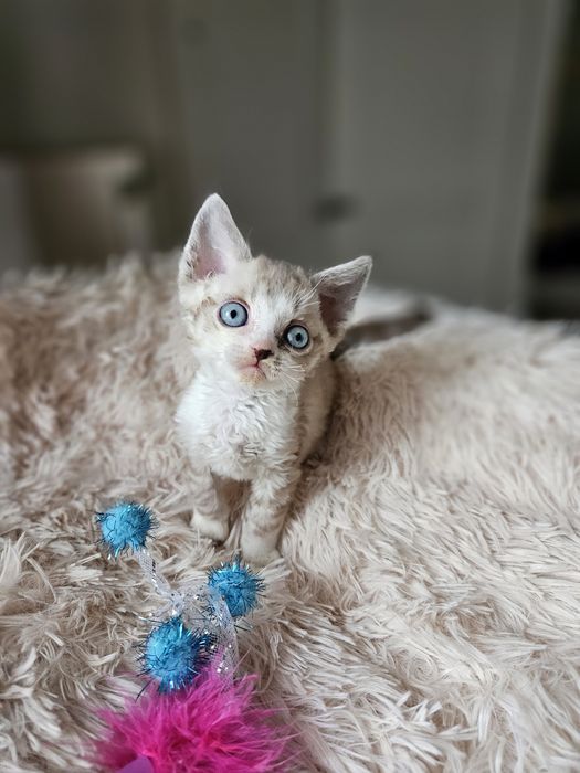 Kocurek Devon Rex czarny point