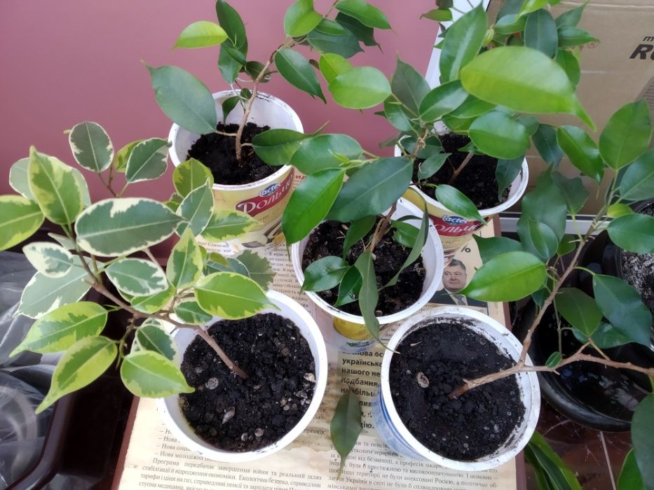 Фікус Бенджаміна