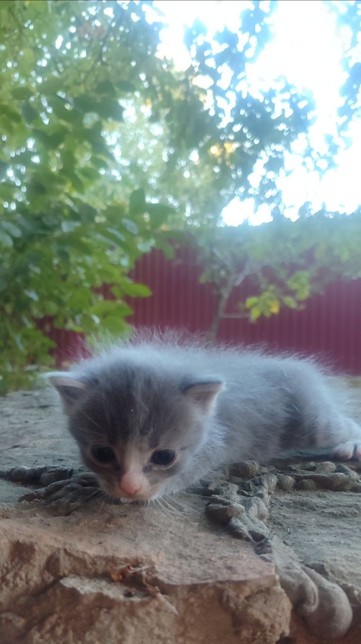 Віддам в добрі руки