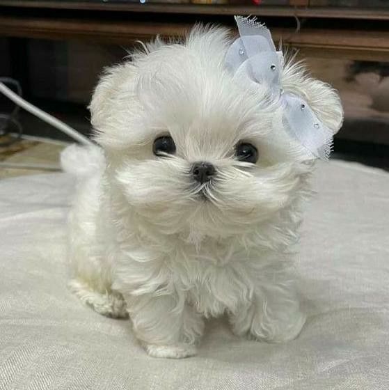 Мальтипу міні преміальне щастячко