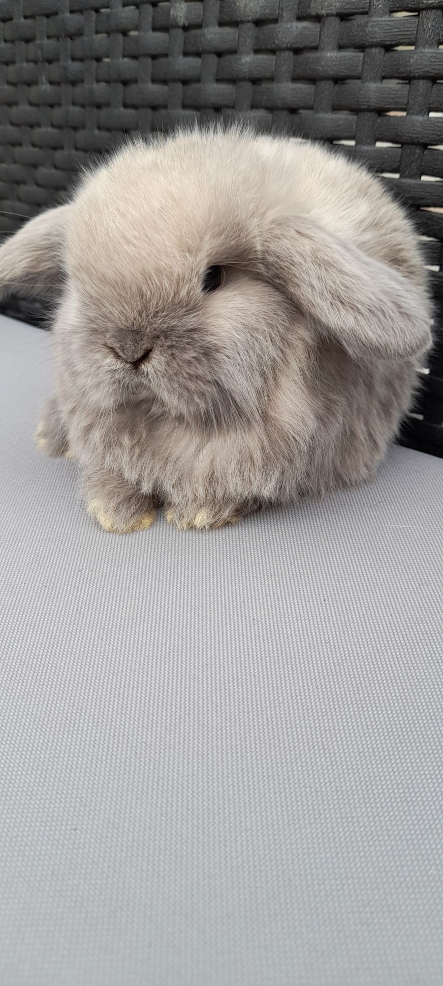 Królik mini lop miniaturka