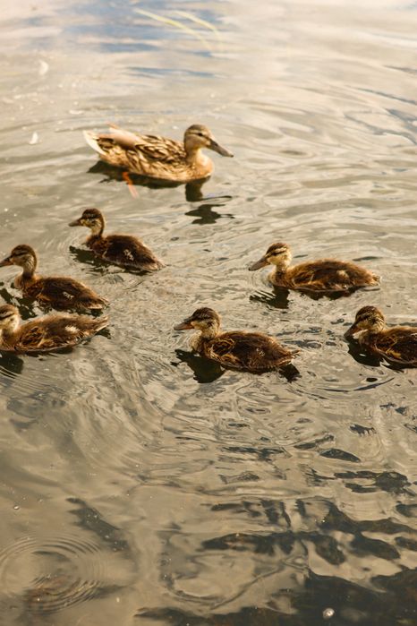 Фотограф Шептицький/ Львів