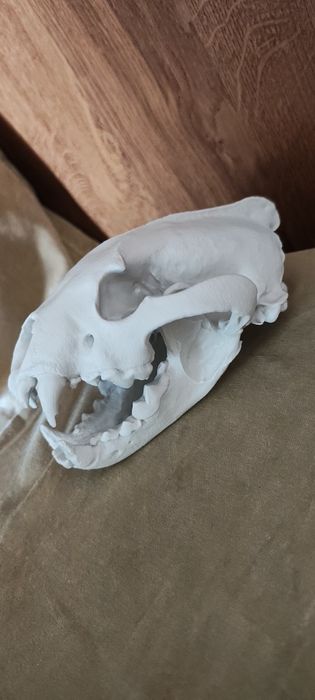 Czaszka rosomaka volverin wydruk 3d